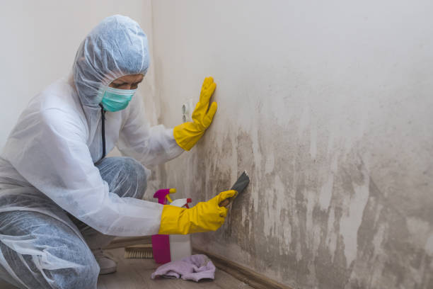 Best Residential Mold Removal  in Duncan Falls, OH