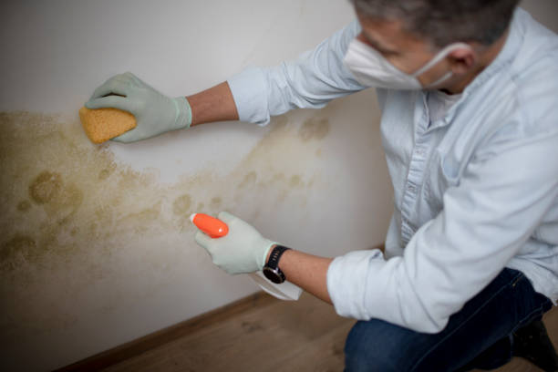 Best Commercial Mold Removal  in Duncan Falls, OH