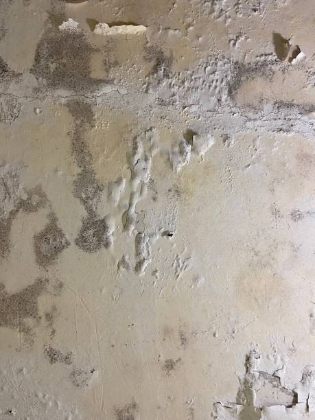 Best Mold Damage Repair  in Duncan Falls, OH