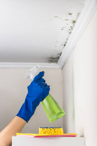 Professional Mold Removal in Duncan Falls, OH